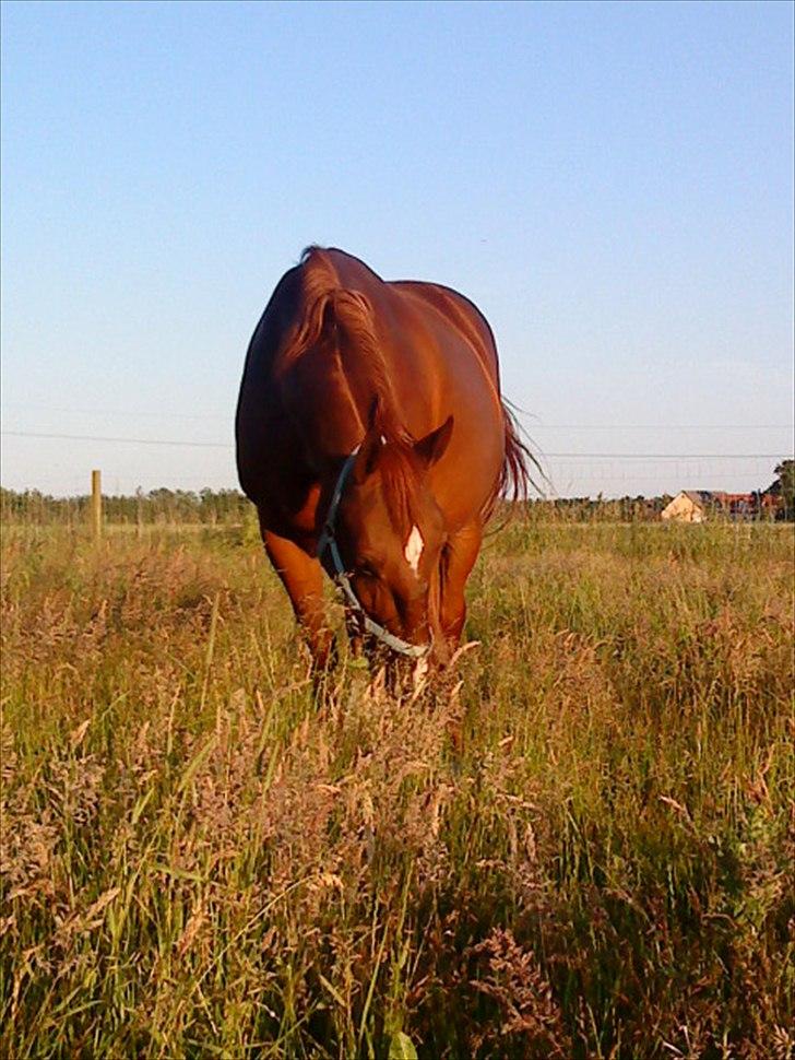 Frederiksborg <3 Skovbækkens Lexi <3 billede 3