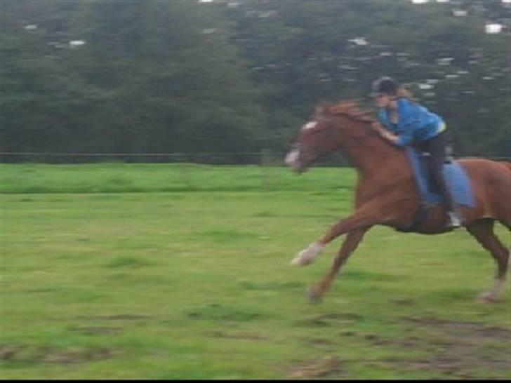 Frederiksborg <3 Skovbækkens Lexi <3 billede 4