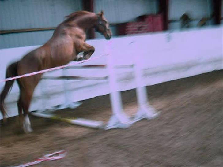 Frederiksborg <3 Skovbækkens Lexi <3 billede 5