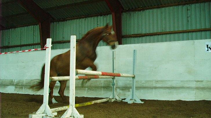 Frederiksborg <3 Skovbækkens Lexi <3 billede 6