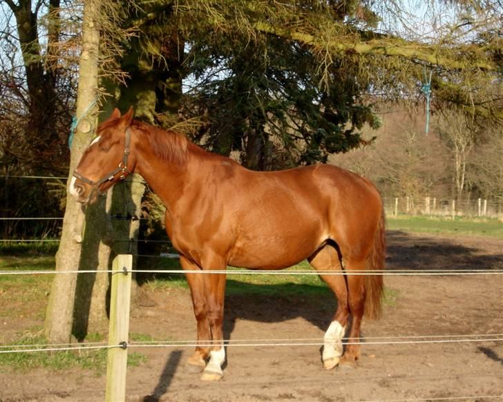 Frederiksborg <3 Skovbækkens Lexi <3 - nyder forårs solen :) billede 7