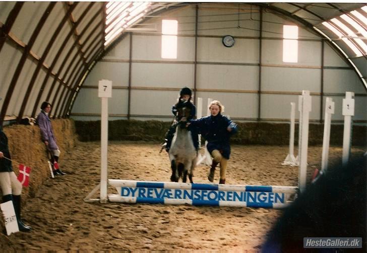 Welsh Mountain (sec A) Mr. Jones  - lille jones med gammel ejer til stævne,, det er da totalt sødt.. hvad syntes i .? billede 11