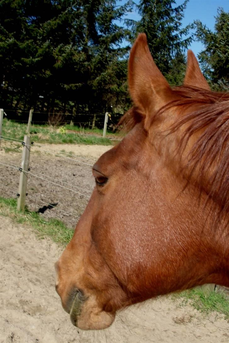 Frederiksborg <3 Skovbækkens Lexi <3 - 19-4-08 taget fra ryggen af hende :) billede 8