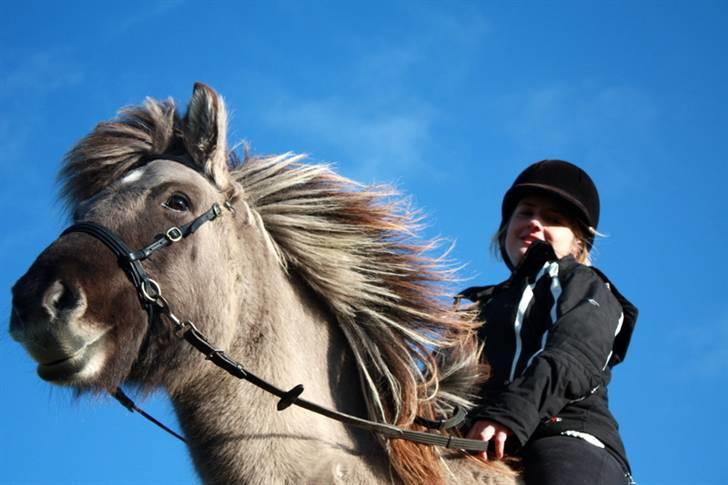 Islænder Oddi fra Oddakoti (mor's hest) - Bidløs, bomløs .. Blå himmel ?  billede 7