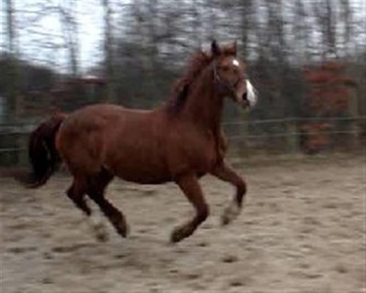 Frederiksborg <3 Skovbækkens Lexi <3 - Er.. jeg ikke smart som jeg hænger her?? :D billede 10