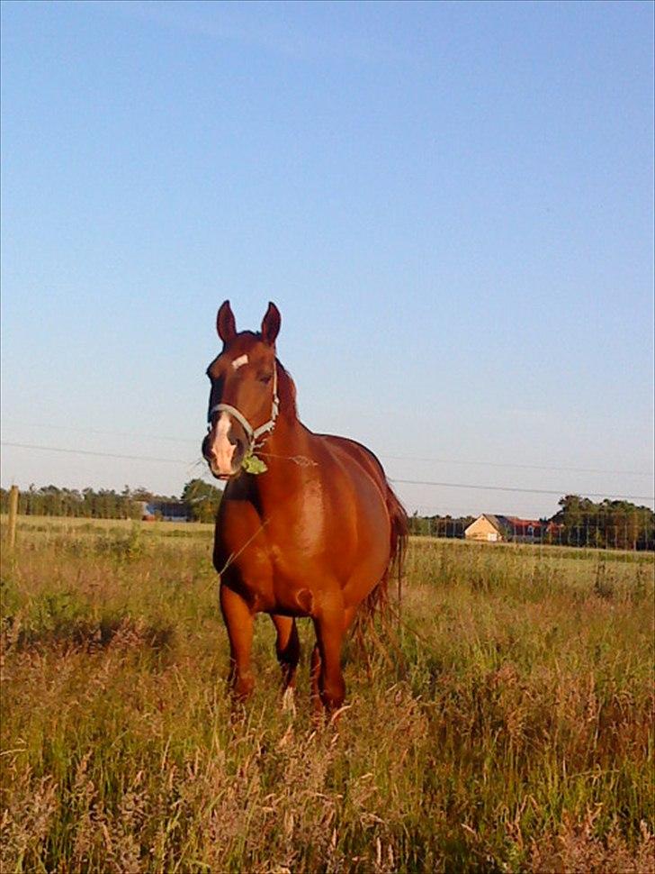 Frederiksborg <3 Skovbækkens Lexi <3 billede 11