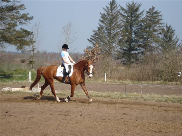 Frederiksborg Chaca Kronborg SOLGT :( billede 1