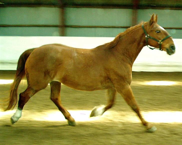 Frederiksborg <3 Skovbækkens Lexi <3 billede 12