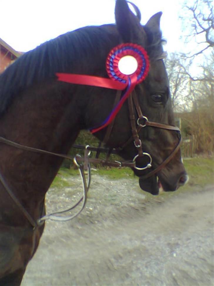 Fuldblod (XX) De Integro*solgt* - .. billede 1