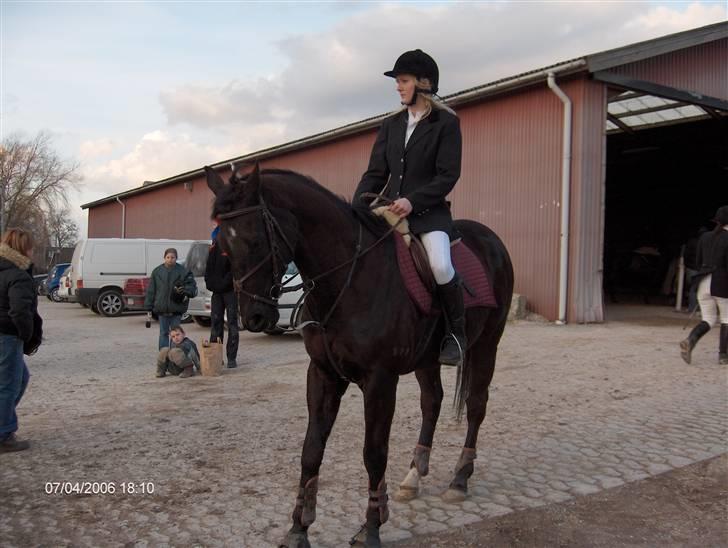 Fuldblod (XX) De Integro*solgt* - KAR. billede 2