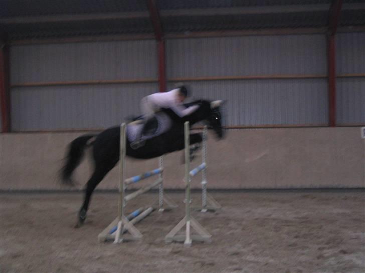 Fuldblod (XX) De Integro*solgt* - Jeg springer. billede 4