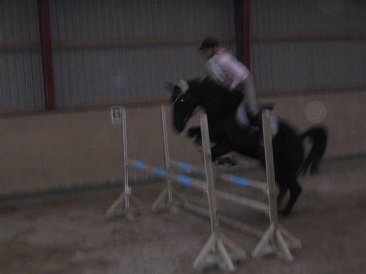 Fuldblod (XX) De Integro*solgt* - Igen. billede 5