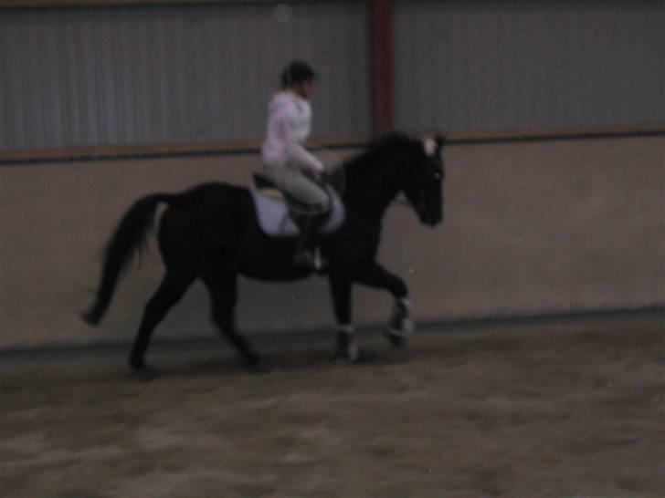 Fuldblod (XX) De Integro*solgt* - Dressur :) billede 7