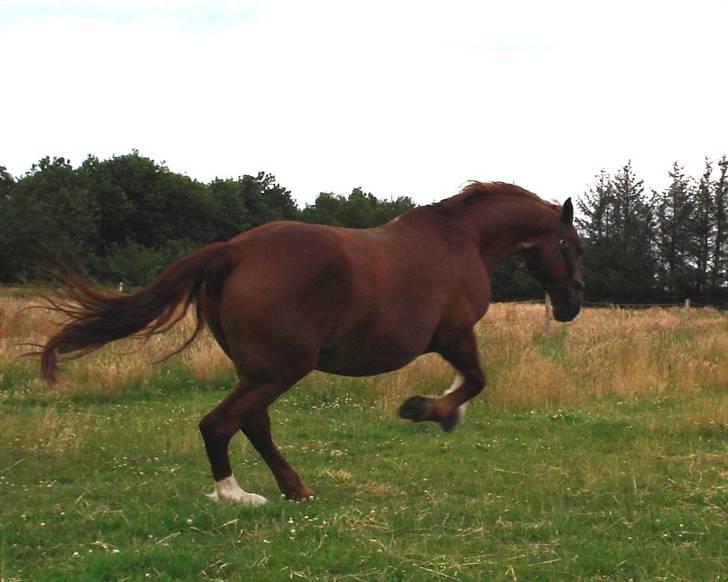 Frederiksborg <3 Skovbækkens Lexi <3 - 15-07-08  he he hendes særprægede gallop xD billede 14