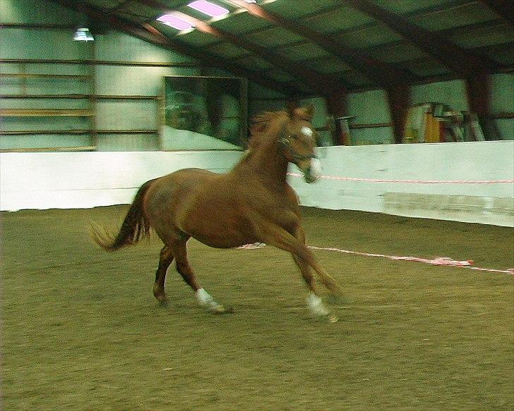 Frederiksborg <3 Skovbækkens Lexi <3 billede 15