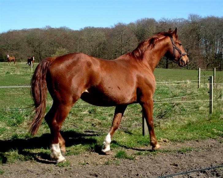 Frederiksborg <3 Skovbækkens Lexi <3 - 24-04-08 billede 16