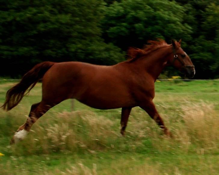 Frederiksborg <3 Skovbækkens Lexi <3 - 15-07-08 Wrooooooom xD billede 17