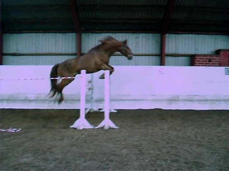 Frederiksborg <3 Skovbækkens Lexi <3 - Ca.. 150... Utroligt hvad den gamle hest kan.. :O  Dygtig Lexi mus <3 billede 18