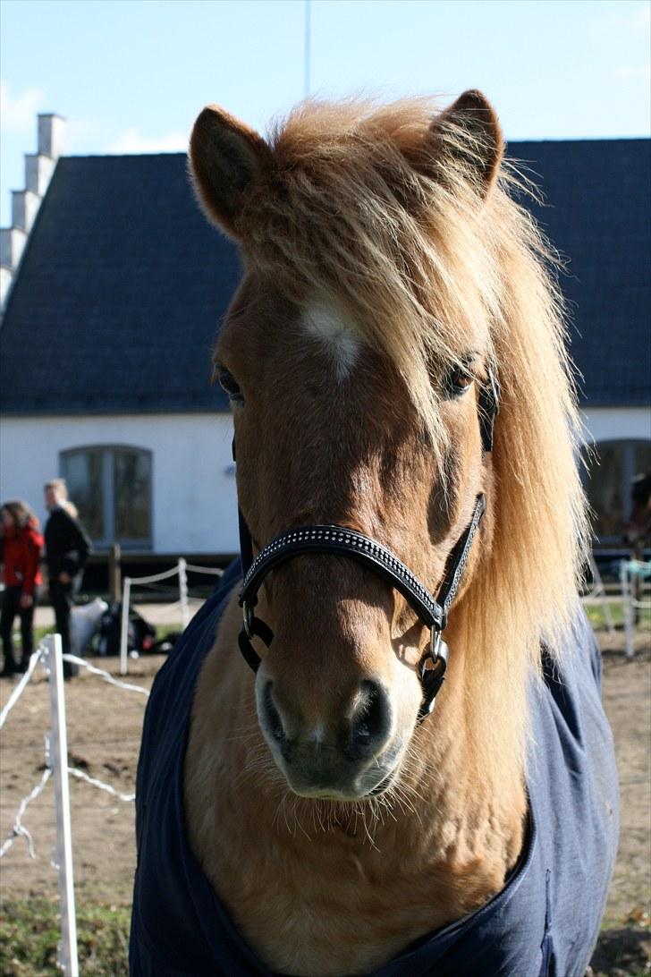 Islænder Adall fra Hofi  - DSU 2010 billede 5