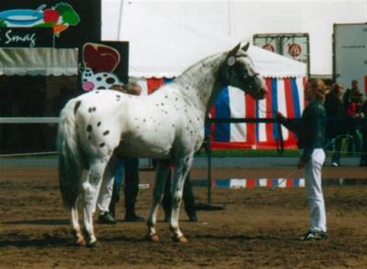 Knabstrupper Perikles Christinelyst RIP billede 1