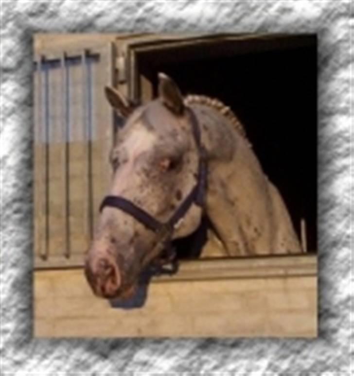 Knabstrupper Perikles Christinelyst RIP billede 2