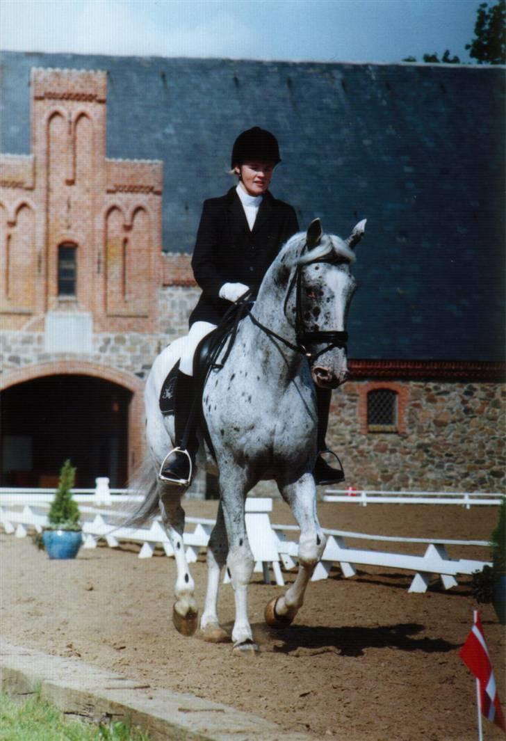 Knabstrupper Perikles Christinelyst RIP billede 3