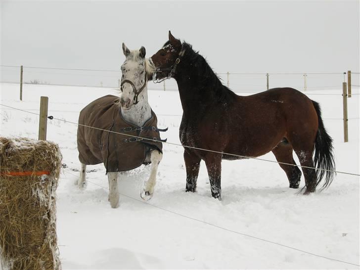 Knabstrupper Perikles Christinelyst RIP billede 4