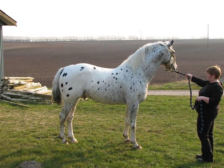 Knabstrupper Perikles Christinelyst RIP billede 5