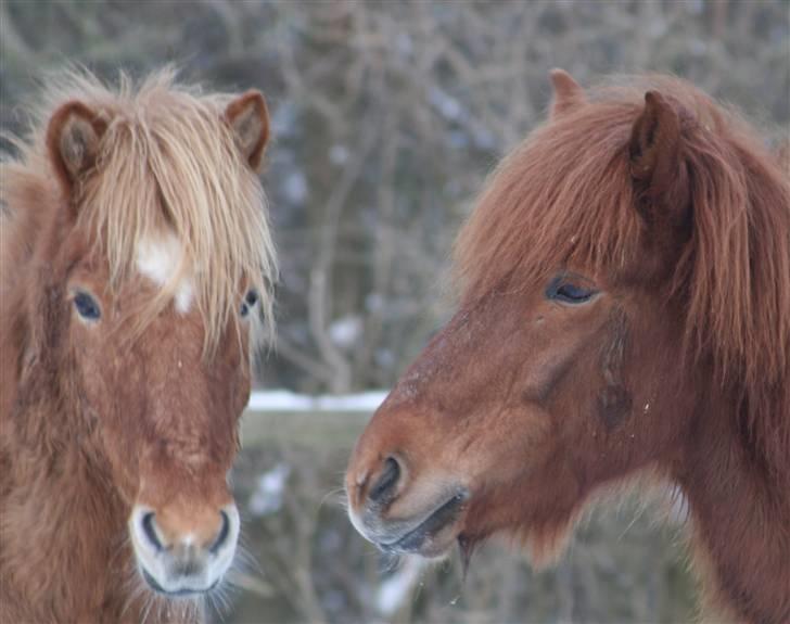 Islænder Adall fra Hofi  - Taget d. 21 Januar 2010 <<3 billede 9