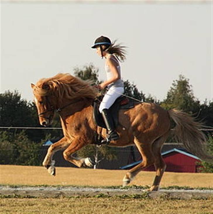 Islænder Adall fra Hofi  - Blossi stævnet 2009, galop. :O  billede 11