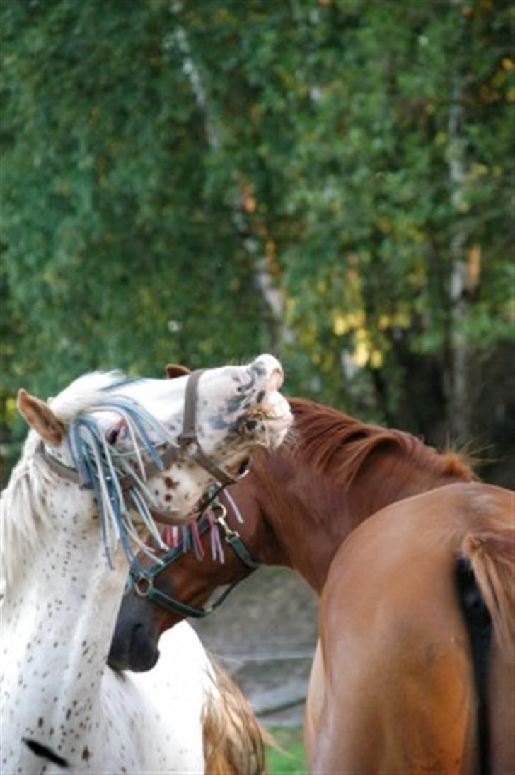 Knabstrupper La' Bravo - *Solgt* billede 3