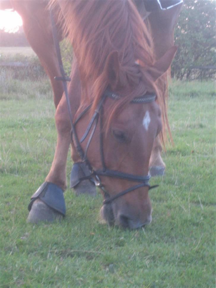 Frederiksborg Radon.. - Velkommen til Radon´s profil :D . Håber i kan li´ den !  billede 1