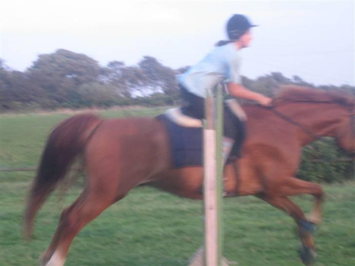 Frederiksborg Radon.. - Igen på springbanen <3 . billede 3