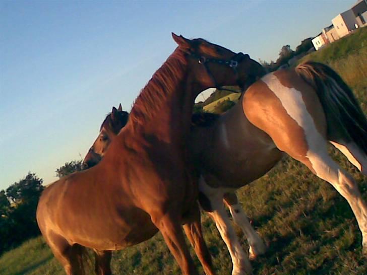 Frederiksborg Radon.. - Nuerh , Radon og Paw <3 . billede 6