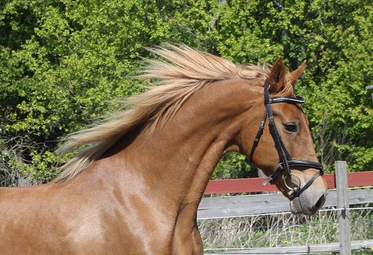 Dutch Harness  Serafina -  Fotograf mig selv.. billede 1