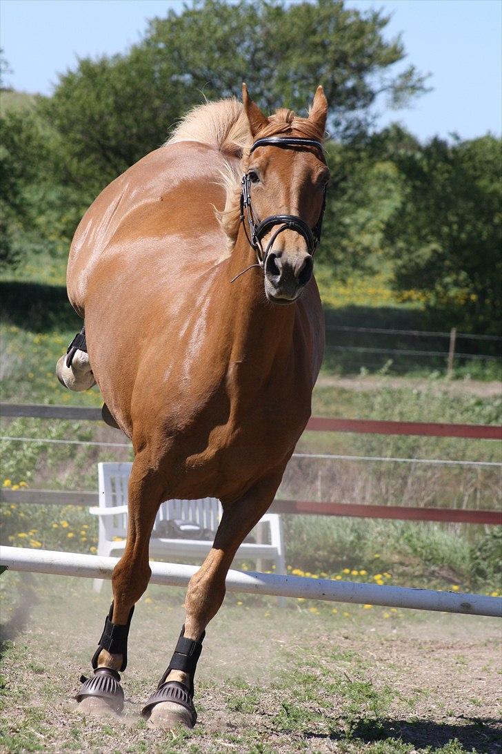 Dutch Harness  Serafina - Fotograf: Mig selv.. billede 2