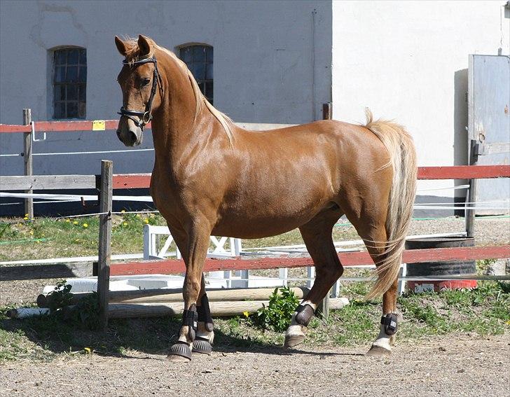 Dutch Harness  Serafina - Fotograf: MiTho´s billede 3