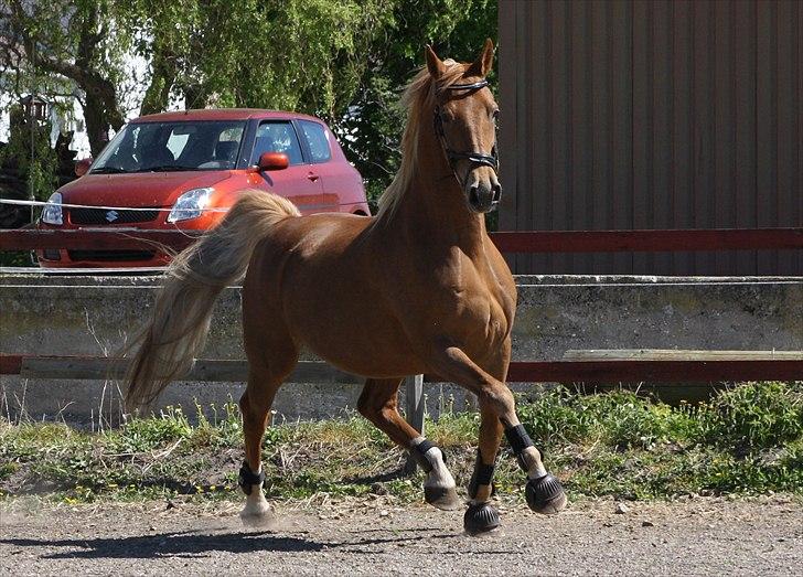 Dutch Harness  Serafina - Fotograf: MiTho´s billede 5