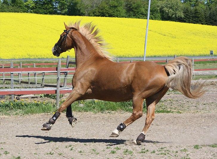 Dutch Harness  Serafina -  fotograf Mig selv.. billede 6