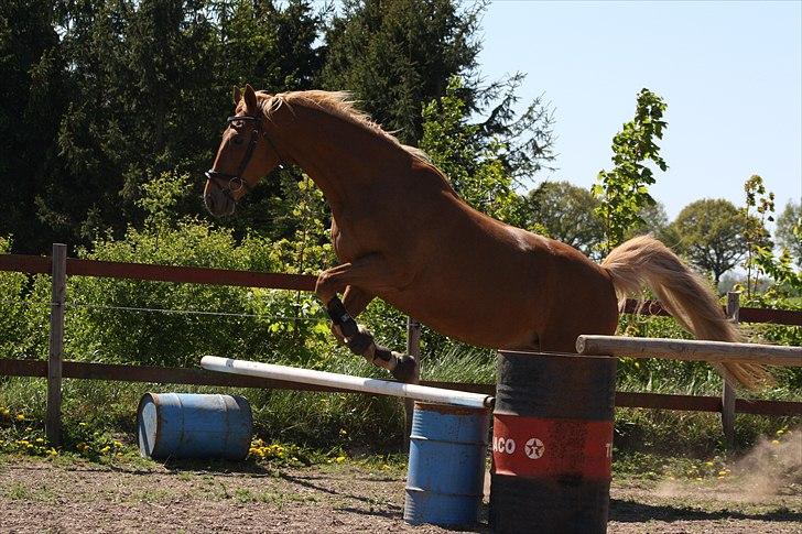 Dutch Harness  Serafina - fotograf mig selv billede 7