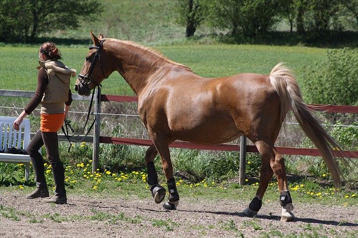 Dutch Harness  Serafina billede 8