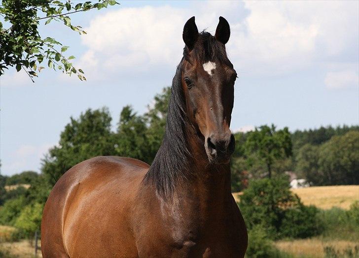 Anden særlig race Lestat †  billede 11