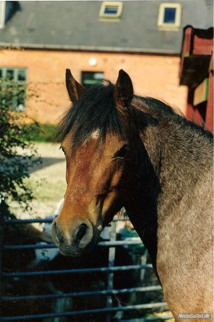 Welsh Mountain (sec A) Mr. Jones  - her er et billed for gammel ejer,.., lige for han blev solgt..  billede 15