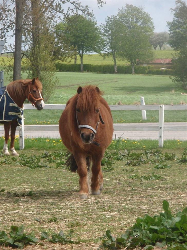 Shetlænder Olfert billede 4