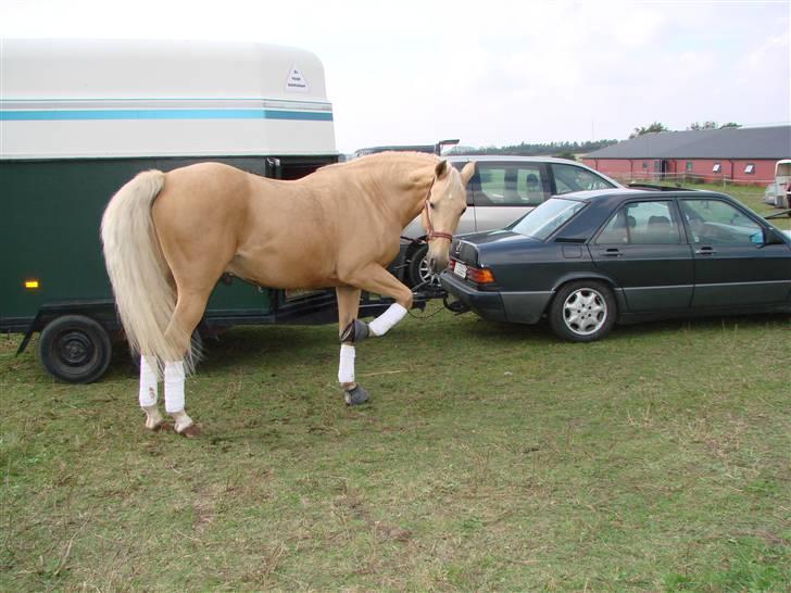 Palomino Amaretto - Kom så!! Vi skal til stævne!! billede 6