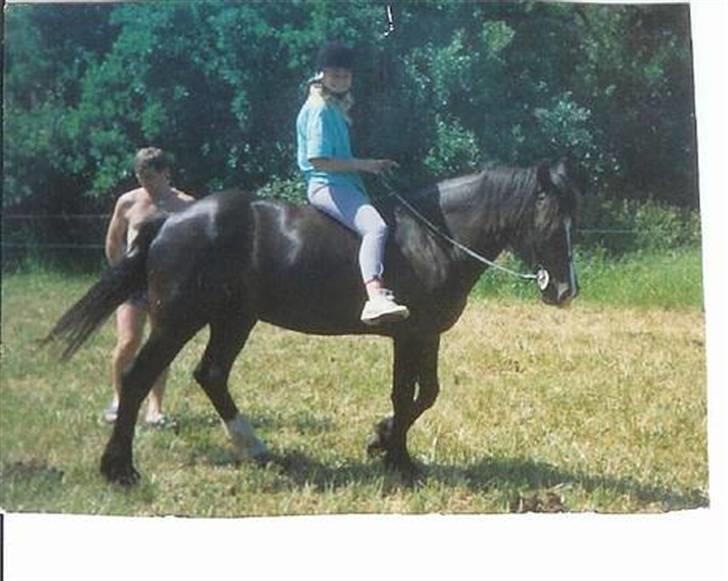 Welsh Cob (sec D) Synod Nelson (i Norge) - mig på Nelson billede 18