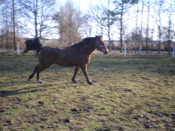 Traver Dear Marika  Himmel hest ( savnet meget) - pas på jeg kommer nu.. billede 17