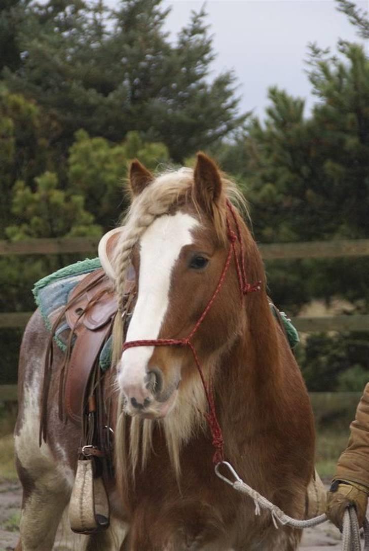 Tinker Wren Boy - HINGST - Wren er en skøn cowboy hest billede 8