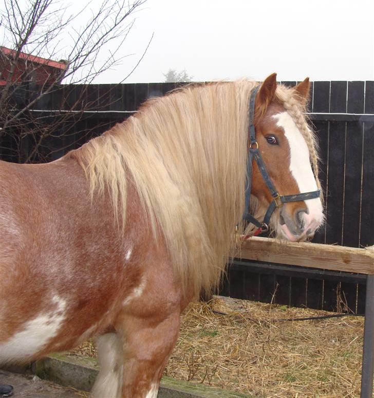 Tinker Wren Boy - HINGST - Nysgerrig og kær - Det er Wren Boy billede 9