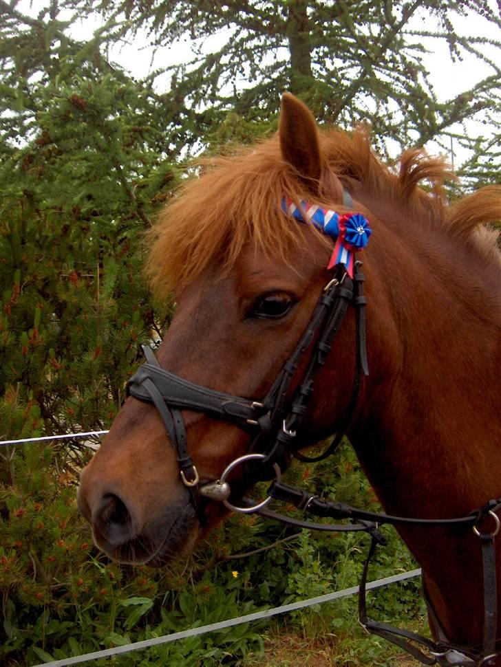 Anden særlig race Cassius*bambam*  SOLGT:´( - cassius med sit nyepandbånd, stævne i farsø 2008 billede 1